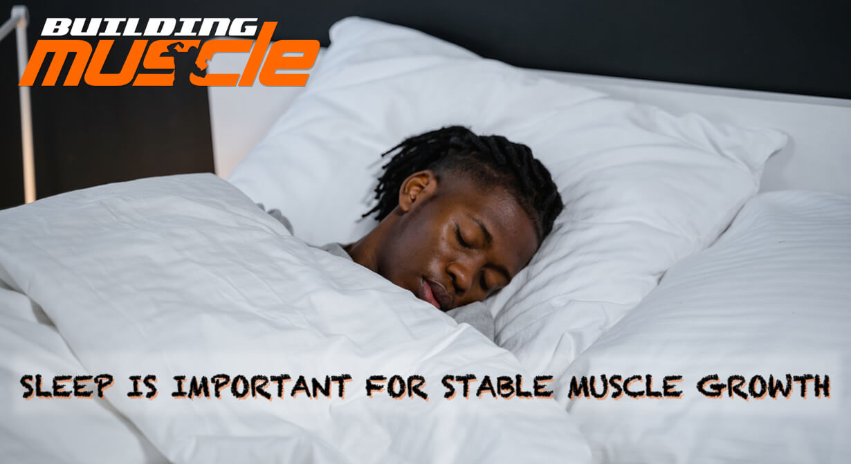 Sleep is Important for Stable Muscle Growth