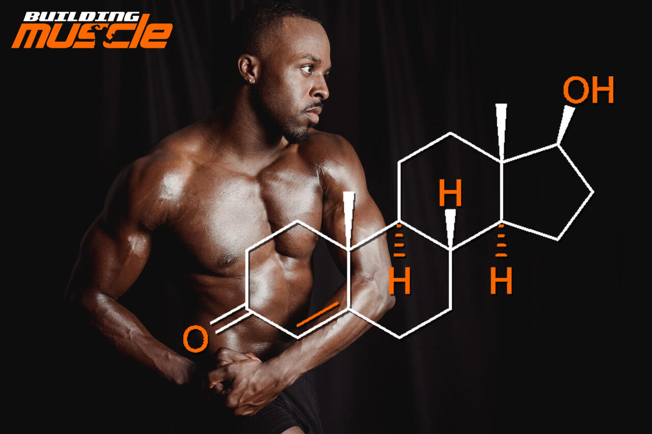 Testosterone in Bodybuilding - Building Muscle